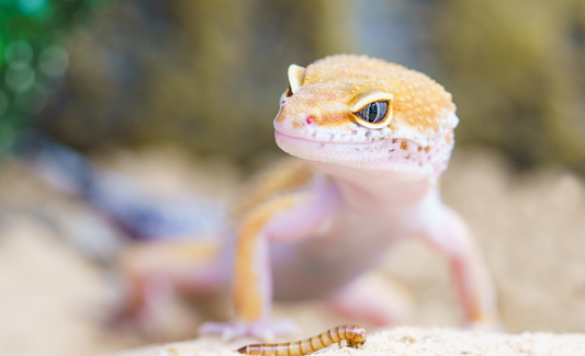 Sorry Patrick, We Do Love Reptiles in Ireland