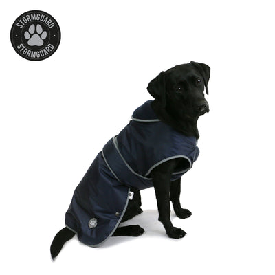 Black Labrador wearing the Ancol Stormguard waterproof dog coat in navy