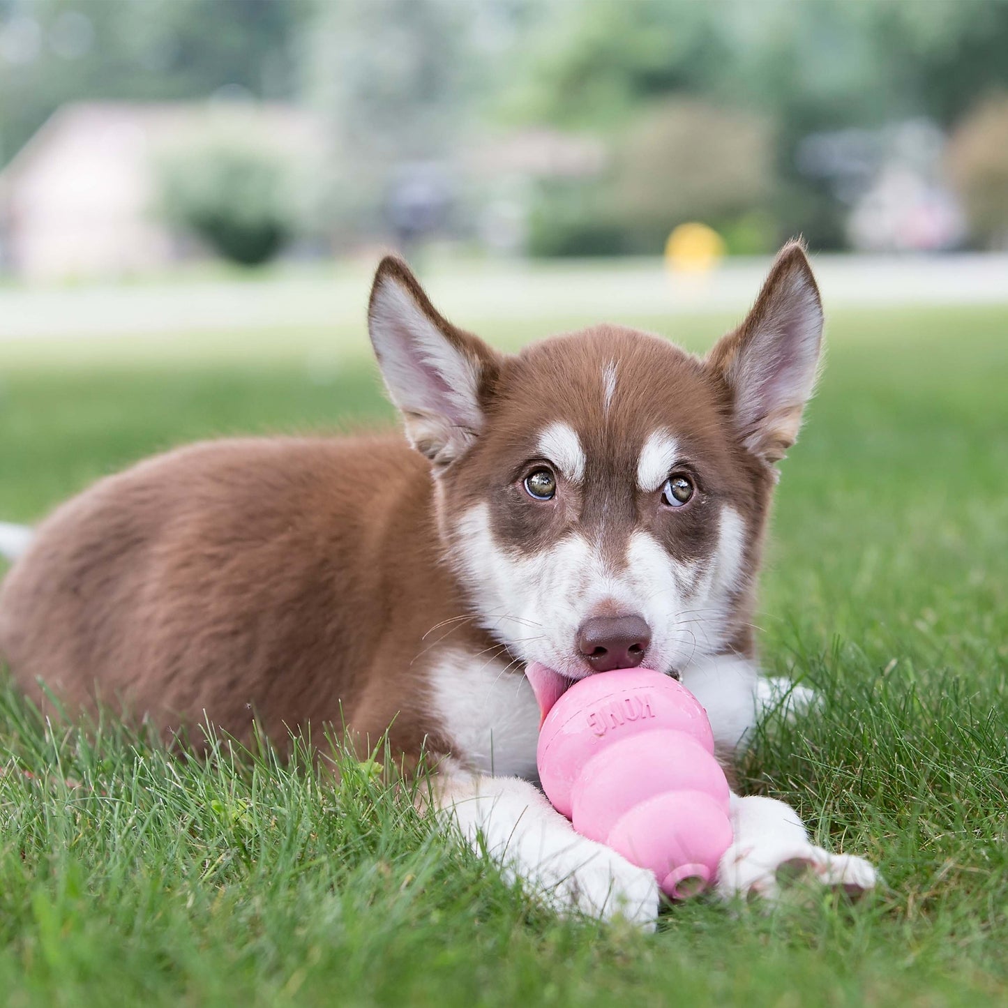 KONG Puppy - Valuepet.ie