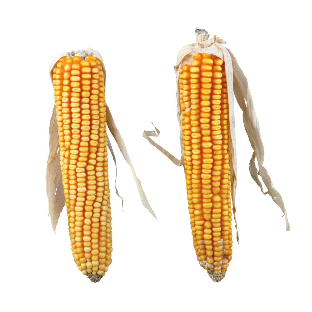2 x Maize Cobs with Husk 250g - Valuepet.ie