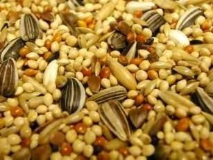 COCKATIEL SEED 1KG - PetWorld