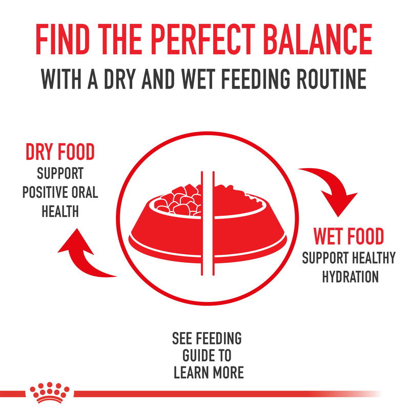 Royal Canin Cat Food Breed Nutrition Maine Coon - PetWorld