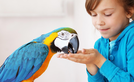 Bird Care Basics: What Your Pet Birds Need to Flourish