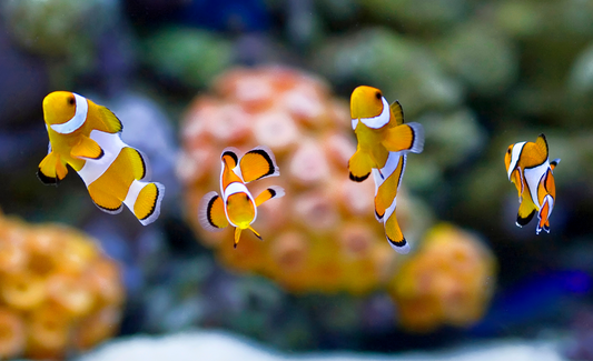 Upgrade Your Tank with Discount Fish Supplies