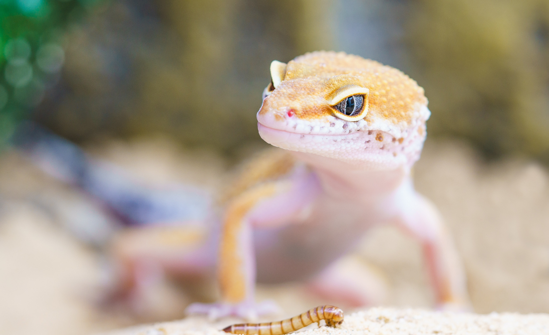 Sorry Patrick, We Do Love Reptiles in Ireland