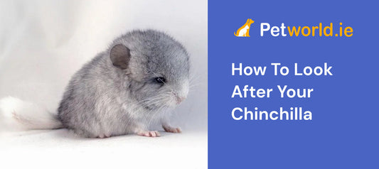how to look after your chinchilla