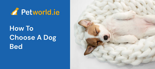How to choose a dog bed