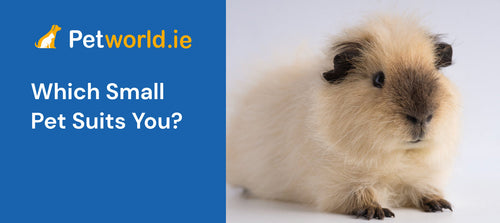 Which small pet suits you?