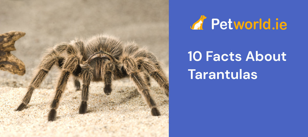 10 Facts about Tarantulas