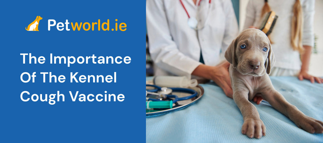 importance of the kennel cough vaccine