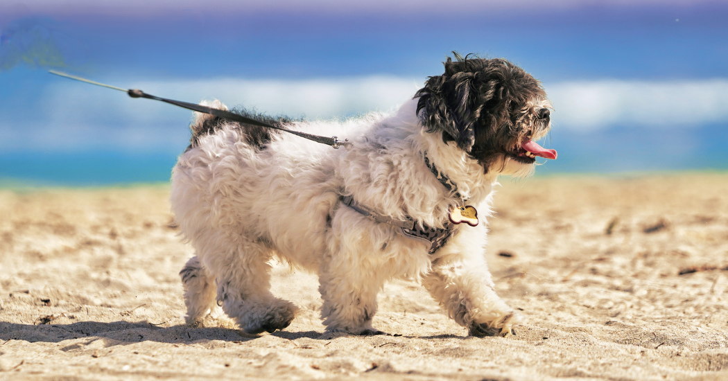 Key Points for Dog Owners on Donegal Beaches