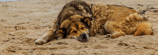 Beach Safety Tips for Dogs in Ireland