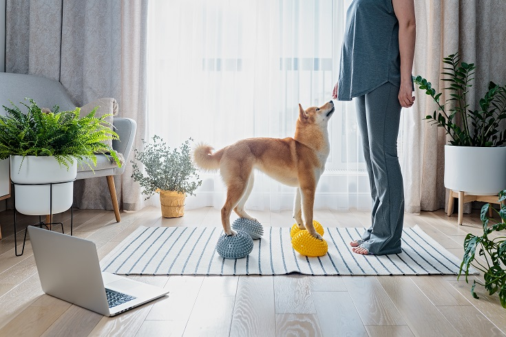 Dog Feeding Routine Tips for Better Behaviour
