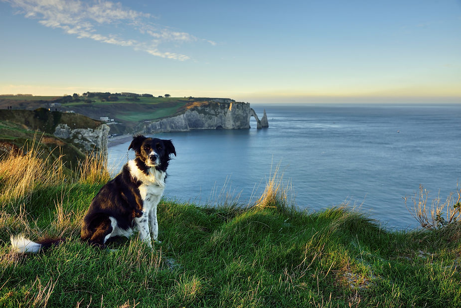 Holiday Travel Tips for Dog Owners in Ireland