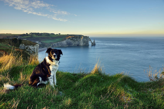 Holiday Travel Tips for Dog Owners in Ireland
