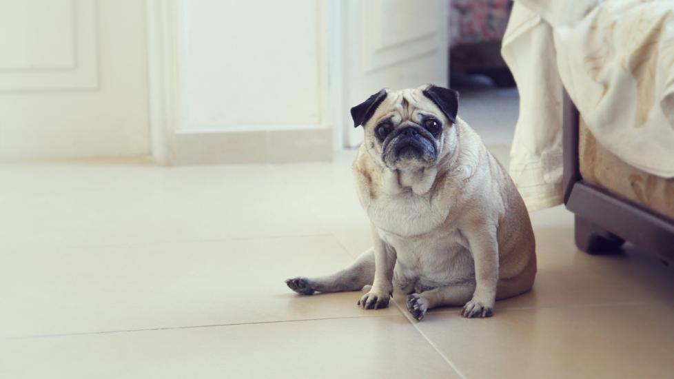 How to Tell if Your Pet Is Overweight