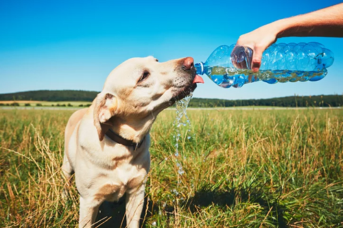 Hydration Tips to Keep Your Dog Healthy