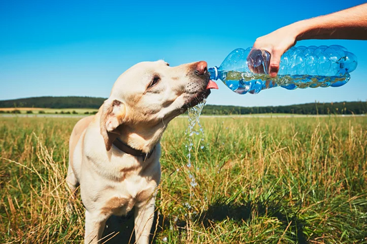 Hydration Tips to Keep Your Dog Healthy