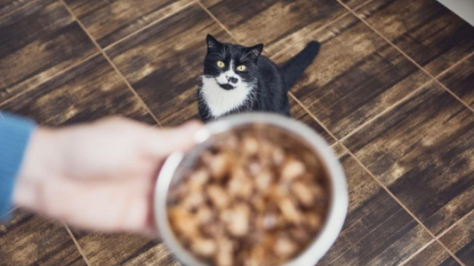 Feeding Tips to Keep Your Cat Healthy