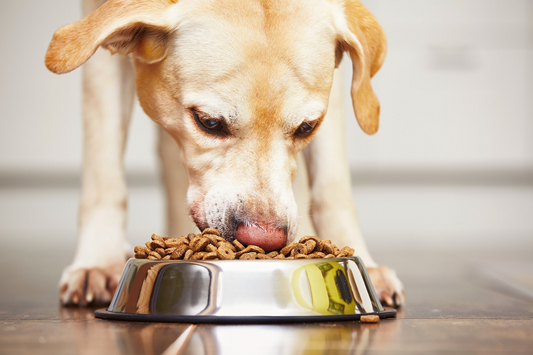 What to Feed Your Dog in 2025