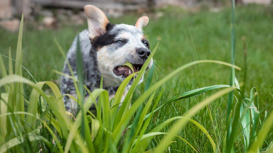 Why Dogs Eat Grass and When to Worry