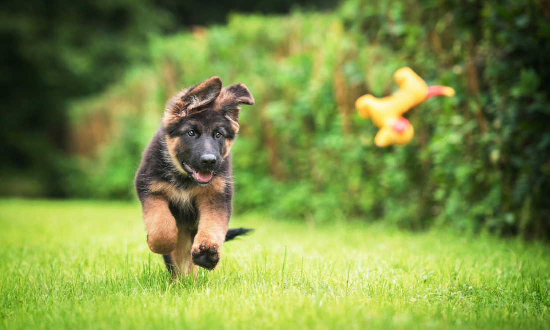 Worming Tips for Puppies and Dogs Explained