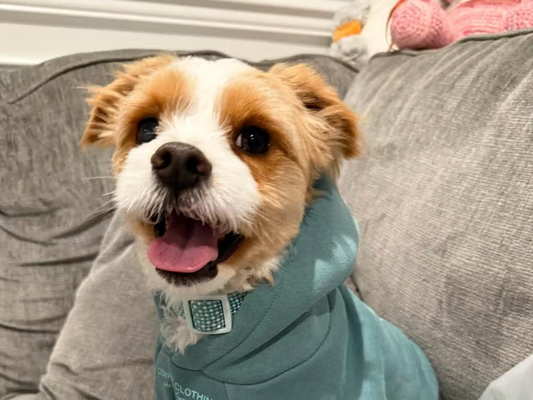 How to Keep Pets Calm During Fireworks