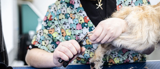 Best Home Grooming Tips for Your Dog