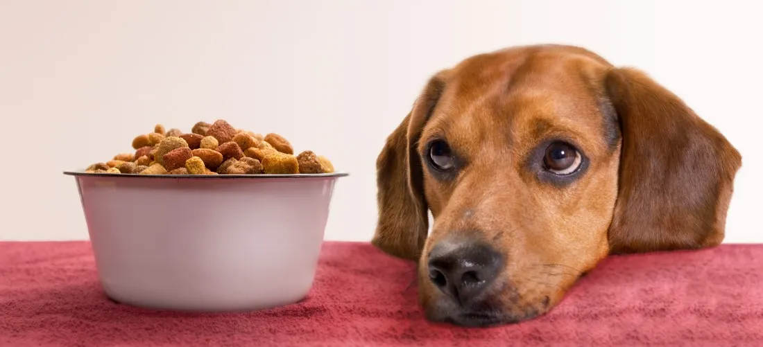 How to Safely Change Your Dog’s Food