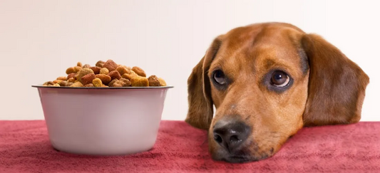 How to Safely Change Your Dog’s Food