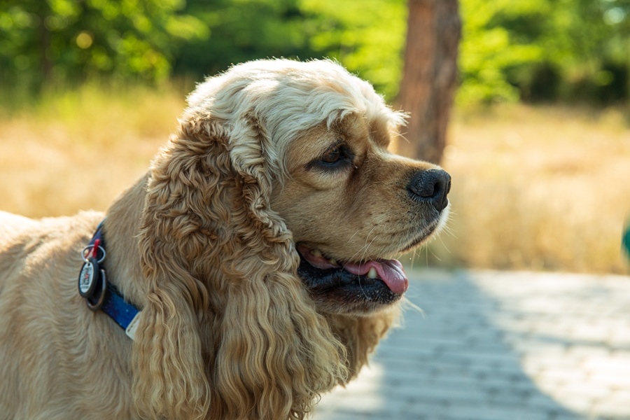 Understanding and Preventing Fleas on Your Pet