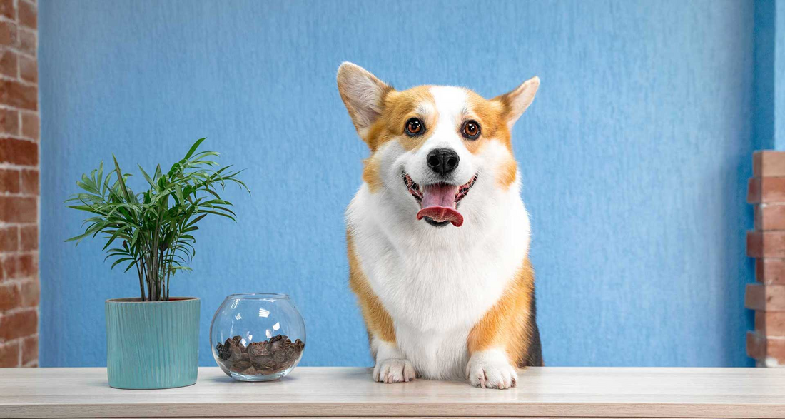 Why Dogs Get Bad Breath and How to Help