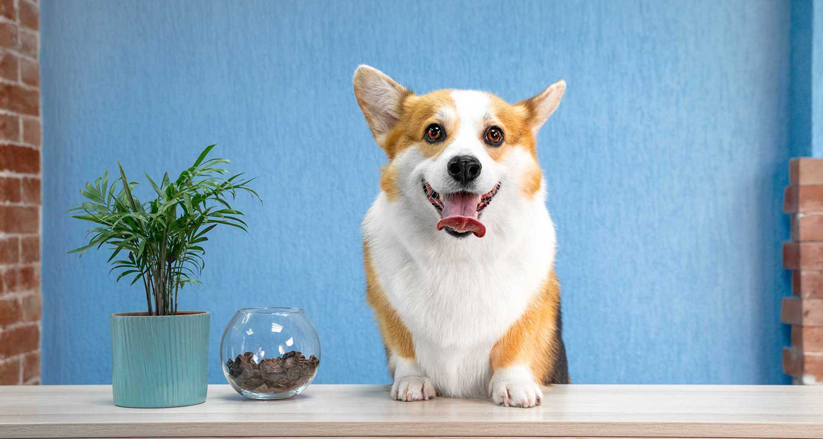 Why Dogs Get Bad Breath and How to Help