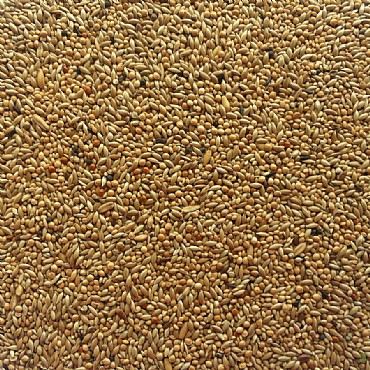 Bird Seeds