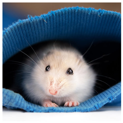 Small Pets
