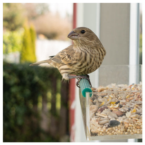 Wild Bird