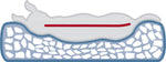 orthopedic dog bed