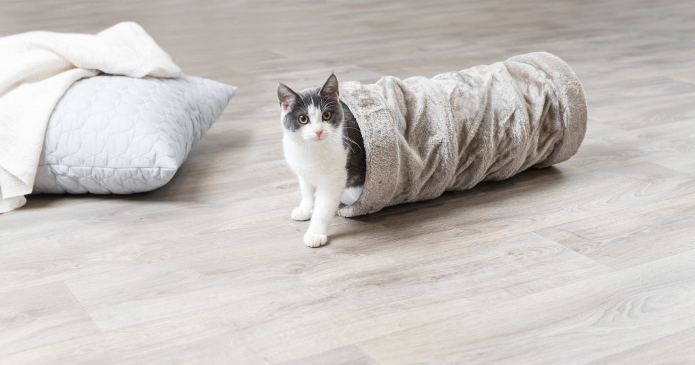 cat playing tunnel