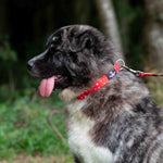 Dog wearing the Ancol Soho Star red collar with matching lead