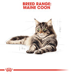 Royal Canin breed range: Maine Coon cat