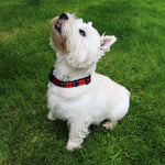 West Highland Terrier wearing the Ancol Soho Red Tartan Adjustable Dog Collar