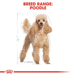 poodle