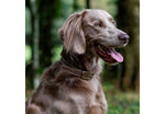 Ancol Timberwolf Leather Collar Sable