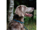 Ancol Timberwolf Leather Collar Blue