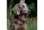 Ancol Timberwolf Leather Collar Raspberry