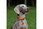 Ancol Timberwolf Leather Collar Mustard