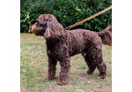 Ancol Timberwolf Leather Lead Sable 1mx19mm