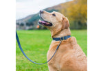 Ancol Timberwolf Leather Lead Blue 1mx19mm