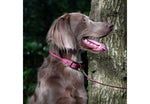 Ancol Timberwolf Rolled Collar Raspberry