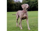Ancol Timberwolf Rolled Collar Raspberry